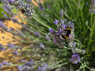 Bumblebee on lavender flowers in blooming garden setting