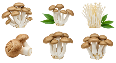 A vibrant assortment of fresh mushrooms displayed artistically, showcasing unique varieties with green leaves in a neutral background