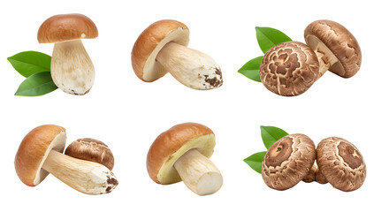 A vibrant collection of assorted mushrooms displayed with green leaves, showcasing their natural beauty and variety