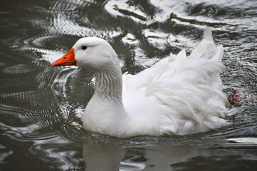 Beautiful white goose with messy feathers swimming in the lake