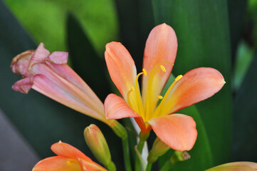 Clivia miniata, also known as Natal lily or bush lily