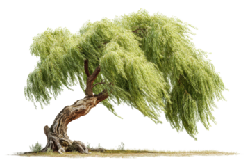 PNG Lush green willow tree with gnarled trunk and flowing branches on black background