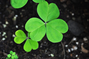Pair of beautiful green clovers