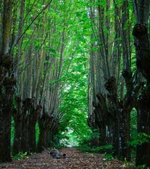 Viale della Follia_3