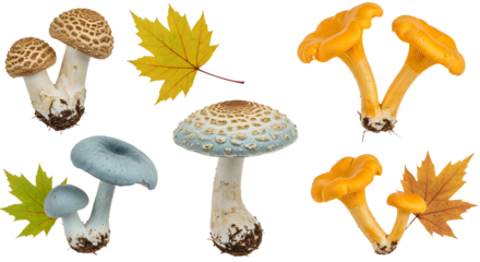 A vibrant arrangement of various mushrooms alongside colorful autumn leaves, set against a clean background, ideal for nature themes