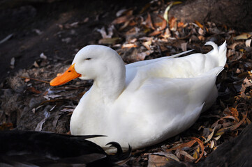 Beautiful white duck lying down resting