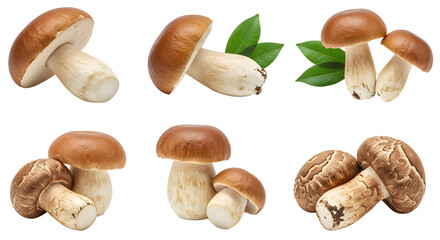 A variety of fresh mushrooms displayed on a white background, showcasing their natural textures and colors