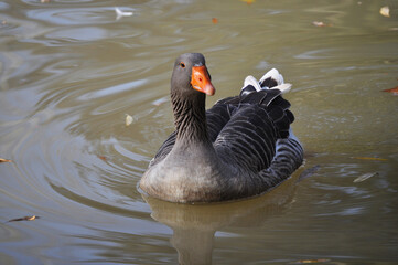 Goose with beautiful plumage swimming