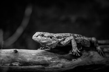 Una Giornata allo Zoo_4