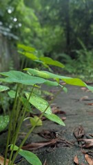 Green caterpillar resting on a large green leaf in a garden