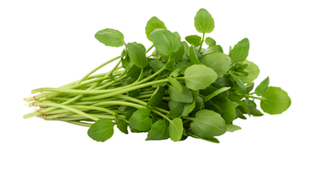 Freshly harvested green watercress bunch with vibrant leaves, set against a clean white background, ideal for culinary use