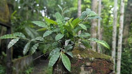 Lush green foliage emerges from a moss covered rock in a forest setting