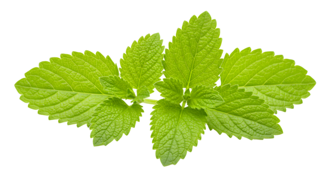 Fresh green mint leaves arranged artistically on a white background, ideal for culinary or herbal themes