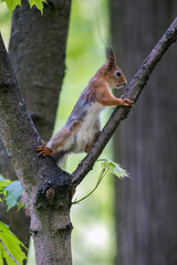  A squirrel standing on a tree trunk
