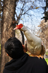 Muscovy duck on a man's shoulder