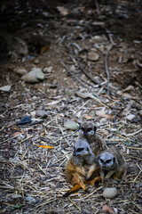Tre Amici allo Zoo_2
