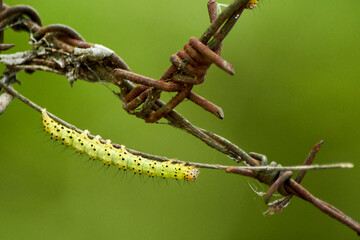 Yellow-Green Caterpillar with Black Spots on Rusty Barbed Wire
