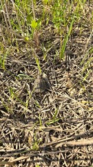 green grass in the grass