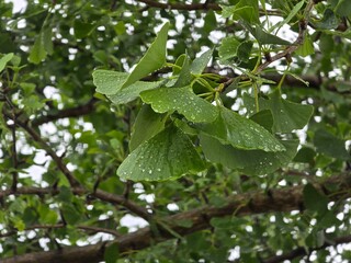 rain drops on a tree