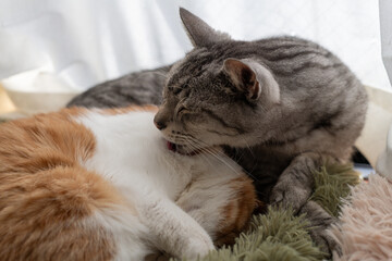 窓辺で眠る二匹の猫	