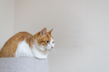 キャットタワーの上でくつろぐ可愛い猫　茶トラ白	