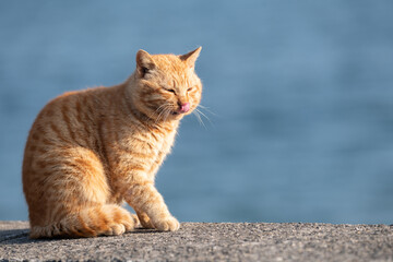 Obraz premium 堤防に座る可愛い猫 茶トラ猫 