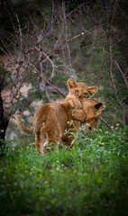 lion cubs playing