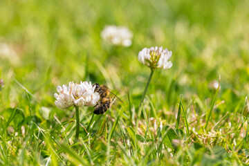 Honey Bee on White Clover Flower Growing in Lawn  Collecting Pollen and Nectar