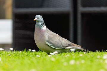 Common Wood Pigeon Standing on Garden Lawn with Clover Flowers Looking for Food