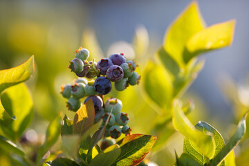Beautiful fresh blueberry bushes fresh juicy blueberries ripening in the rays of the setting sun macro photography.