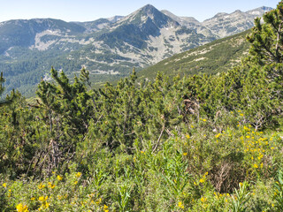 Summer landscape of Pirin Mountain near Popovo Lake, Bulgaria