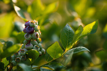 Beautiful fresh blueberry bushes fresh juicy blueberries ripening in the rays of the setting sun...