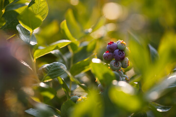 Beautiful fresh blueberry bushes fresh juicy blueberries ripening in the rays of the setting sun macro photography.