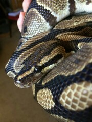 close up of a python