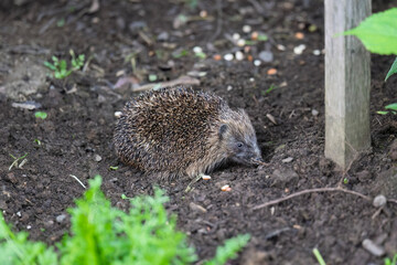 Young Wild Hedgehog Foraging in Garden Flower Border for Peanuts