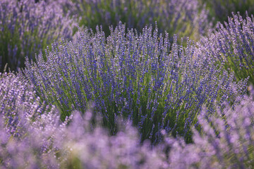 Lavanda fields around Akçaköy village