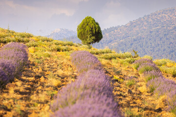 Lavanda fields around Akçaköy village