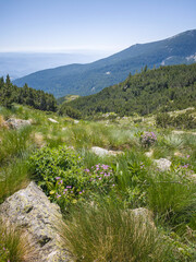 Summer landscape of Pirin Mountain near Popovo Lake, Bulgaria