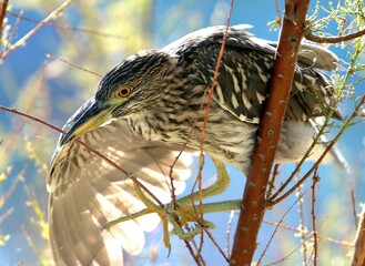 Juvenile Black-crowned Night Heron red winged blackbird