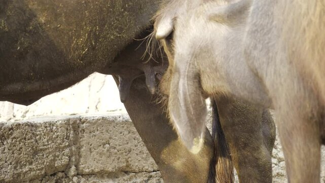 Exploring the Intricacies of Animal Physiology - A Unique Perspective on Cattle Genitalia