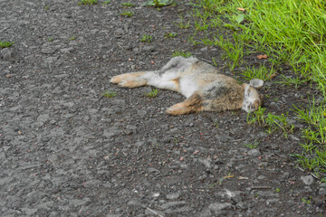 Young Rabbit Roadkill on Tarmac Asphalt Road Beside Grass Verge