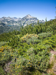Summer landscape of Pirin Mountain near Popovo Lake, Bulgaria