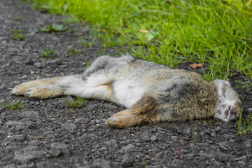 Young Rabbit Roadkill on Tarmac Asphalt Road Beside Grass Verge