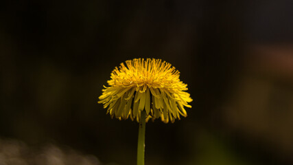 yellow dandelion flower