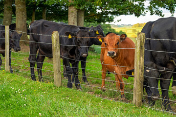 Brown cow stands out from the herd in a rural field