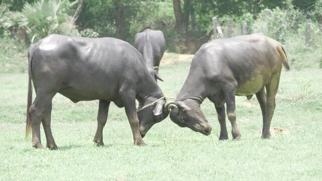 Engrossing Oxen Engagement - A Pastoral Perfection