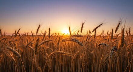 Fototapeta premium Golden horizon a picturesque farmland adorned with ripe wheat during the twilight hours