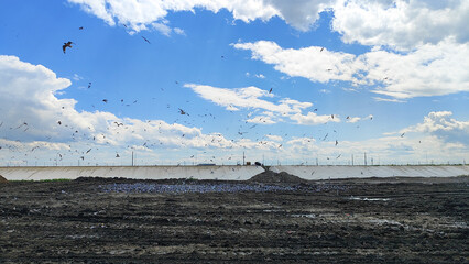 Industrial construction site with muddy tire-tracked ground, a lot of gulls and vibrant blue and...