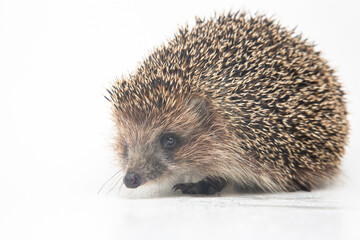 Erinaceus europaeus. Common European hedgehog on a white background