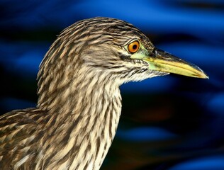 Juvenile Black-crowned Night Heron 